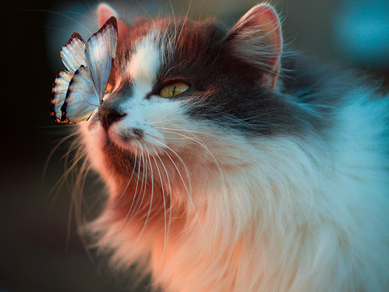 Gato encantador com borboleta